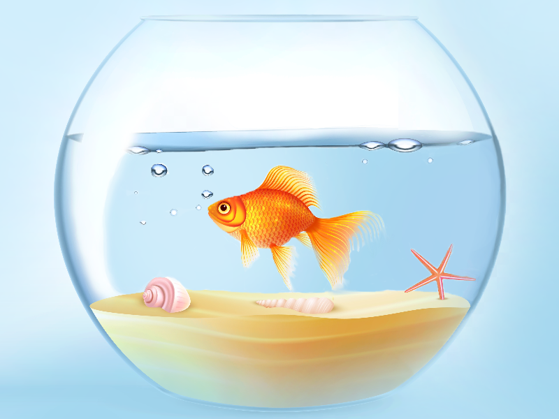 goldfish in fish bowl