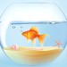 goldfish in fish bowl